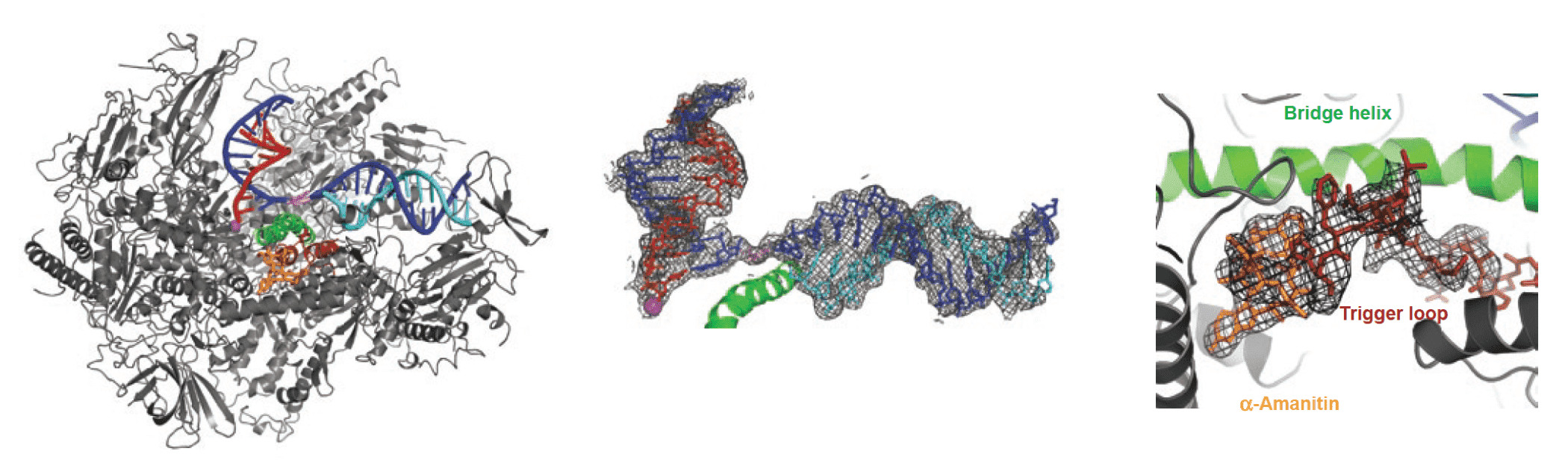  Amatoxin interaction with RNA-polymerase II. Overall crystal structure of α-amanitin with RNA polymerase II (left) and the amplified view of RNA polymerase II interaction with nucleic acids (middle) and α-amanitin (right) (Nat. Struct. Mol. Biol., 2008).